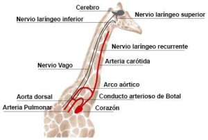 Lee más sobre el artículo El nervio laríngeo recurrente
