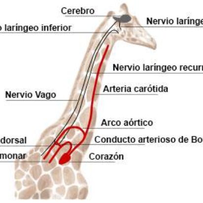 El nervio laríngeo recurrente