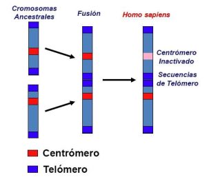 Lee más sobre el artículo La fusión del cromosoma 2
