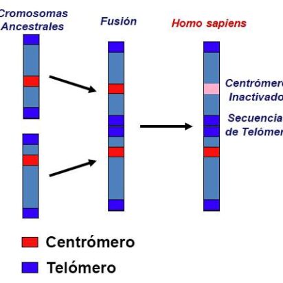 La fusión del cromosoma 2