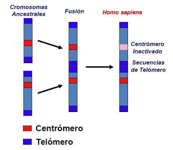 La fusión del cromosoma 2 en humanos