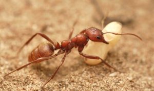 Lee más sobre el artículo La evolución es evidente en la cadena de organismos, tanto a nivel de sus partes corporales como incluso a nivel de sus instintos