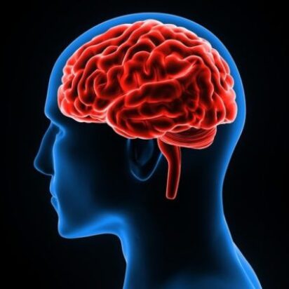 El mecanismo de inteligencia superior —el cerebro del ser humano