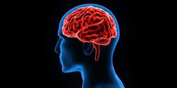 El mecanismo de inteligencia superior —el cerebro del ser humano