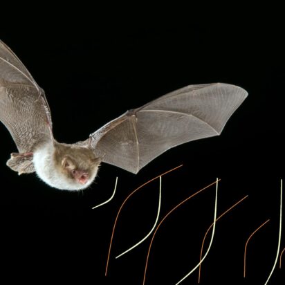 Los órganos compuestos y complejos como el ojo y el sonar del murciélago